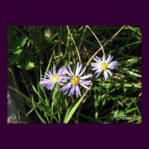 Savanna Aster posters by naturegirl7 Savanna Aster posters