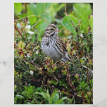 Savanna Sparrow Custom Flyer