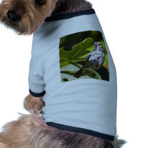 Savanna Sparrow Dog Clothes