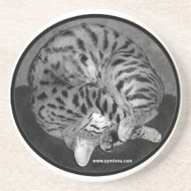 Savannah cat Coaster