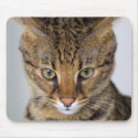 Savannah Cat mousepads