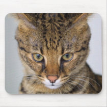 Savannah Cat mousepads