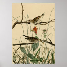 Savannah Finch Print