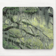 Savannah, Georgia, Live Oak tree draped with Mouse Pads