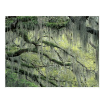 Savannah, Georgia, Live Oak tree draped with Postcard
