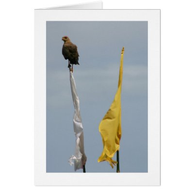 Savannah Hawk Greeting Cards by alberthartley