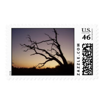 Savannah Nights postage