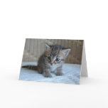 Save a life, adopt a rescue cat greeting card