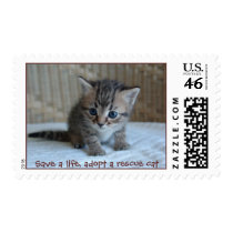 Save a life, adopt a rescue cat postage stamp