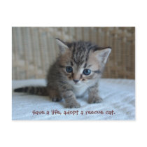 Save a life, adopt a rescue cat. postcard