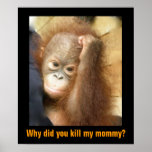 Save Endangered Wildlife Orphan Orangutan Poster