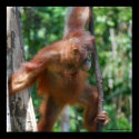 Save Great Apes poster posters