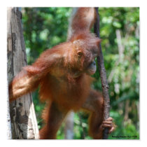 Save Great Apes poster posters by Rebecca_Reeder Save Great Apes poster posters