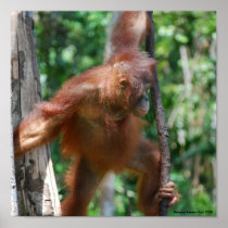 Save Great Apes poster