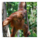 Save Great Apes poster posters by Rebecca_Reeder Save Great Apes poster posters