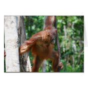 Save Great Apes wildlife note card card