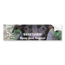 SAVE LIVES!Spay and Neuter bumper stickers by roxysmama SAVE LIVES!Spay and Neuter bumper stickers