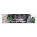 SAVE LIVES!Spay and Neuter bumper stickers by roxysmama SAVE LIVES!Spay and Neuter bumper stickers