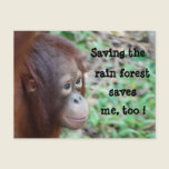 "Save me" wildlife postcard