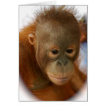Save Orangutans from  Extinction cards