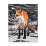 Save Our Planet series red fox post card