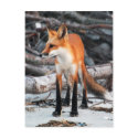 Save Our Planet series red fox post card postcards