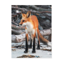 Save Our Planet series red fox post card postcards