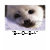 seal, seals, harp seals, earth day, harp seal