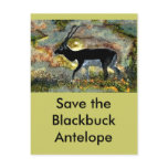 save the Antelope Blackbuck - Junglewalk.com Postcard