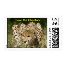 Save the Cheetah postage by ddovala Save the Cheetah postage