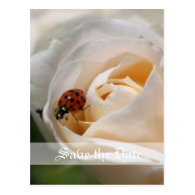 Save the Date.  Beautiful white rose flower Post Card