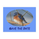Save The Date Bluebird Nature Photo Postcard postcard