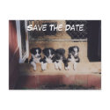 Save The Date Border Collie Puppies Dog Postcard postcard