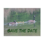 Save The Date Canada Geese Nature Postcard