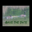 Save The Date Canada Geese Nature Postcard