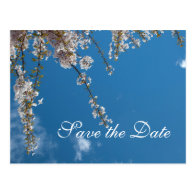 Save the date, cherry blossom branches in blue sky post cards