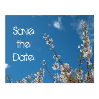Save the date, cherry blossom in blue sky. postcards