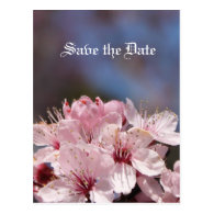 save the date, cherry blossom post cards