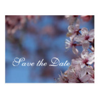 save the date, cherry blossom postcard