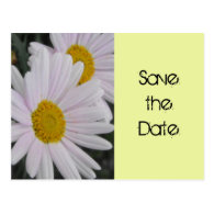 save the date,daisy flowers postcard
