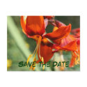Save The Date Fiery Lily Flower Photo Postcard postcard