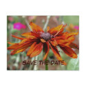 Save The Date Flower Photography Postcard postcard