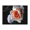 Save the Date Love Rose Postcard