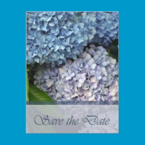 Save the Date - Nikko Blue Hydrangea postcards