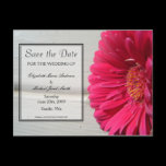 Save the Date Pink Daisy Postcard