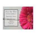 Save the Date Pink Daisy Postcard