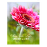 Save the date, pink gerbera postcard postcards