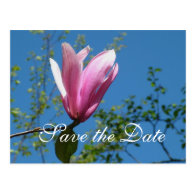 Save the date, pink magnolia flower postcards