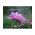 Save the Date Pink Rose postcards by littlewingdesign Save the Date Pink Rose postcards