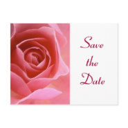 Save the Date Pink Rose postcard